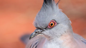 Wallpaper thumb: Crested Pigeon